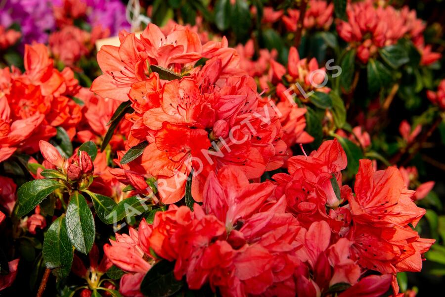 Azalka japonská 'Orange Beauty' - Azalea japonica 'Orange Beauty'
