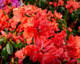 Azalka japonská 'Orange Beauty'