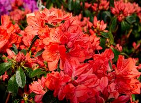 Azalka japonská 'Orange Beauty' - Azalea japonica 'Orange Beauty'