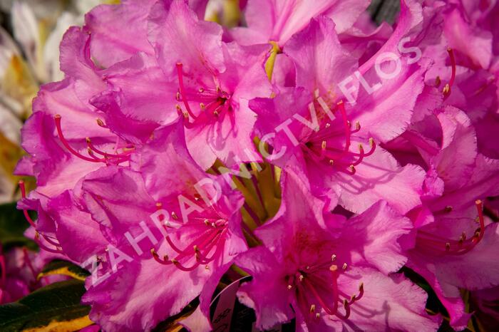 Pěnišník 'Miss Millie' - Rhododendron 'Miss Millie'