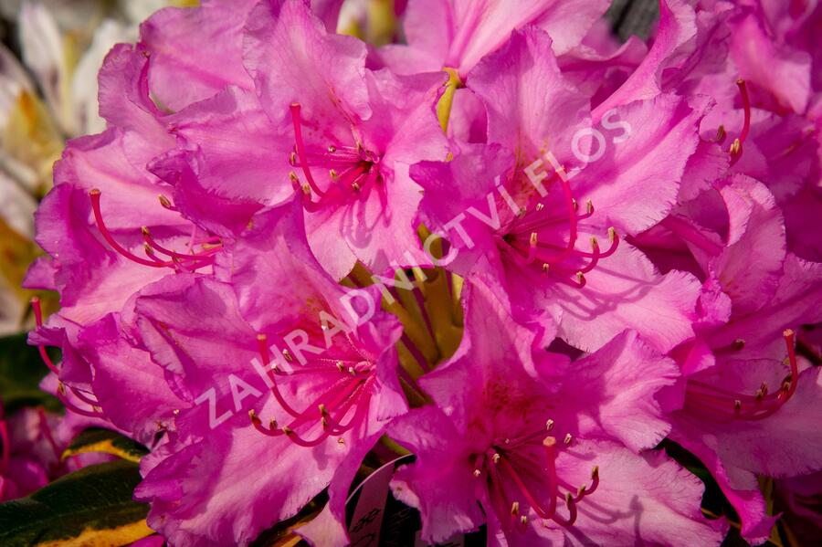 Pěnišník 'Miss Millie' - Rhododendron 'Miss Millie'