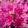 Pěnišník 'Miss Millie' - Rhododendron 'Miss Millie'