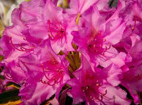Pěnišník 'Miss Millie' - Rhododendron 'Miss Millie'