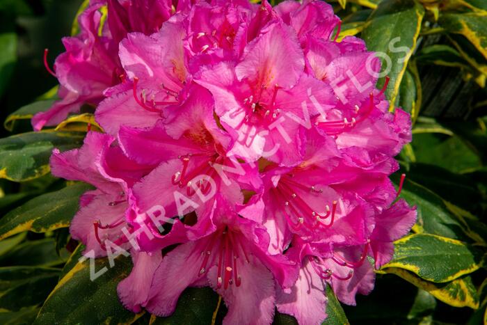 Pěnišník 'Miss Millie' - Rhododendron 'Miss Millie'