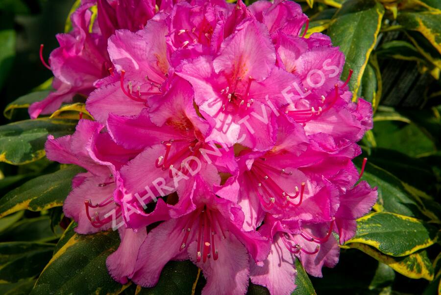 Pěnišník 'Miss Millie' - Rhododendron 'Miss Millie'