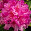 Pěnišník 'Miss Millie' - Rhododendron 'Miss Millie'