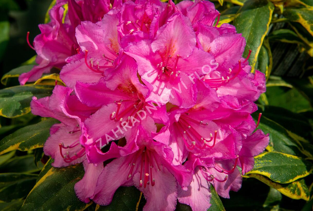 Pěnišník 'Miss Millie' - Rhododendron 'Miss Millie'