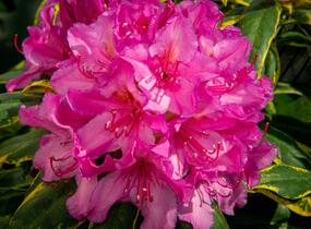 Pěnišník 'Miss Millie' - Rhododendron 'Miss Millie'