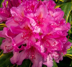 Pěnišník 'Miss Millie' - Rhododendron 'Miss Millie'