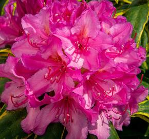 Pěnišník 'Miss Millie' - Rhododendron 'Miss Millie'