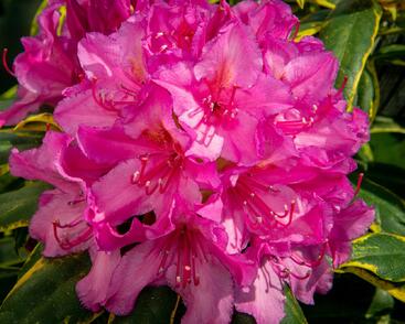 Pěnišník 'Miss Millie'