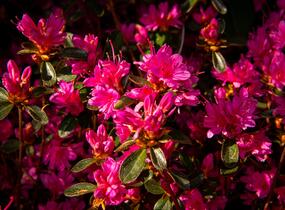 Azalka japonská 'Amoena' - Azalea japonica 'Amoena'
