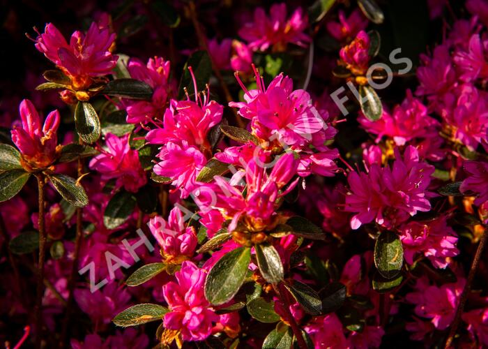Azalka japonská 'Amoena' - Azalea japonica 'Amoena'