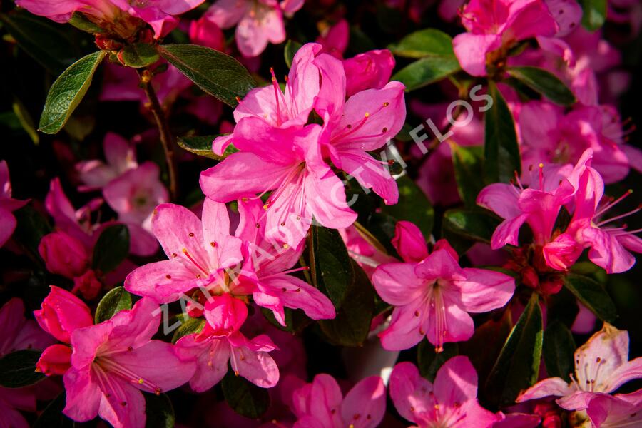 Azalka japonská 'Gilbert Mullie' - Azalea japonica 'Gilbert Mullie'