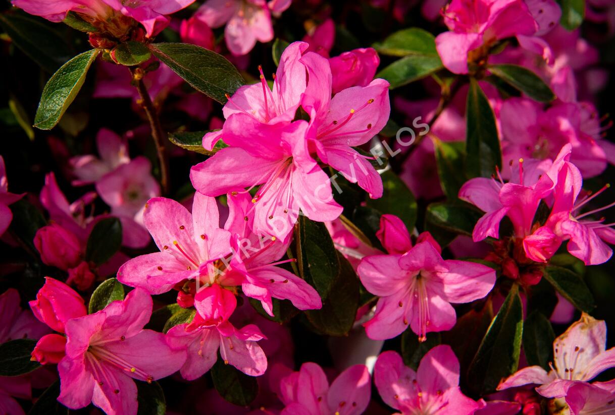 Azalka japonská 'Gilbert Mullie' - Azalea japonica 'Gilbert Mullie'