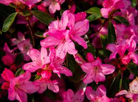 Azalka japonská 'Gilbert Mullie' - Azalea japonica 'Gilbert Mullie'