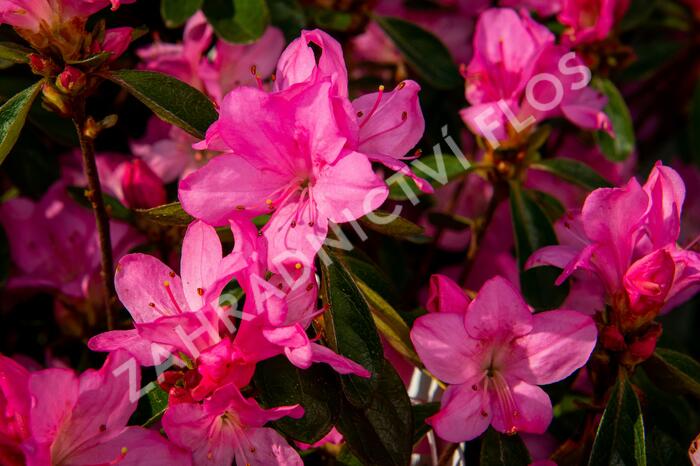 Azalka japonská 'Gilbert Mullie' - Azalea japonica 'Gilbert Mullie'