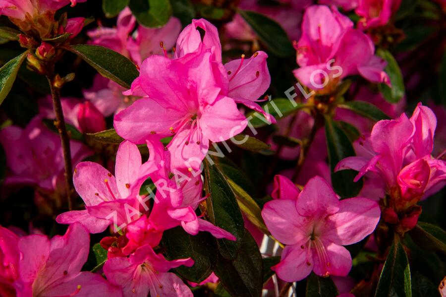 Azalka japonská 'Gilbert Mullie' - Azalea japonica 'Gilbert Mullie'
