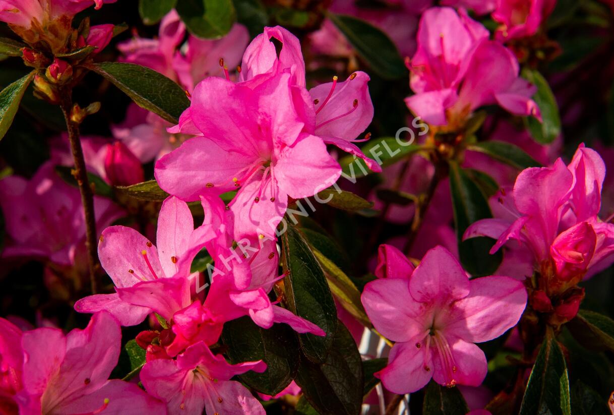 Azalka japonská 'Gilbert Mullie' - Azalea japonica 'Gilbert Mullie'