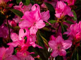 Azalka japonská 'Gilbert Mullie' - Azalea japonica 'Gilbert Mullie'
