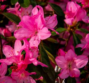 Azalka japonská 'Gilbert Mullie' - Azalea japonica 'Gilbert Mullie'