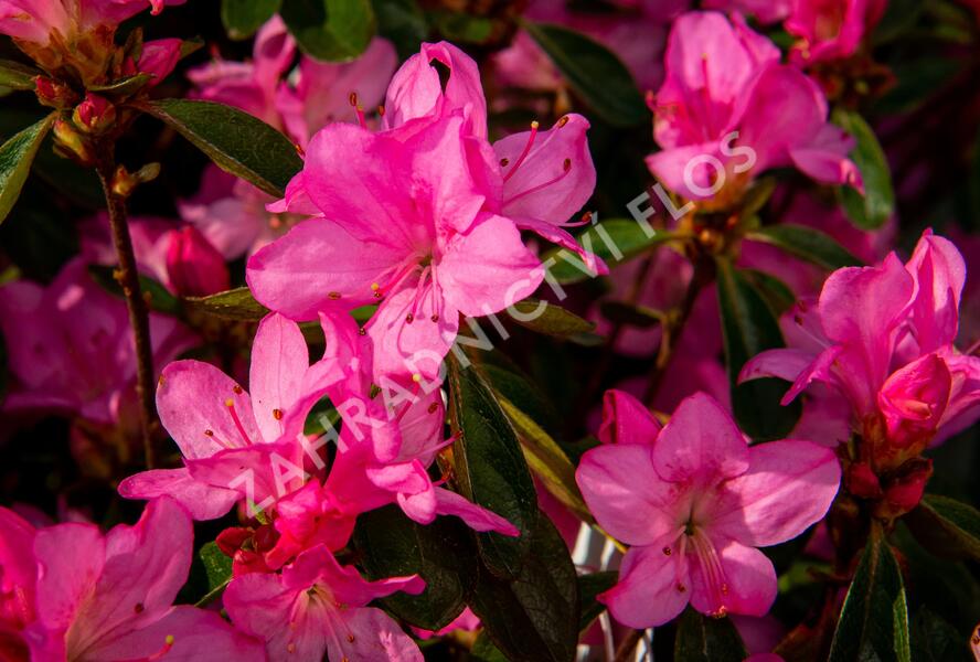 Azalka japonská 'Gilbert Mullie' - Azalea japonica 'Gilbert Mullie'