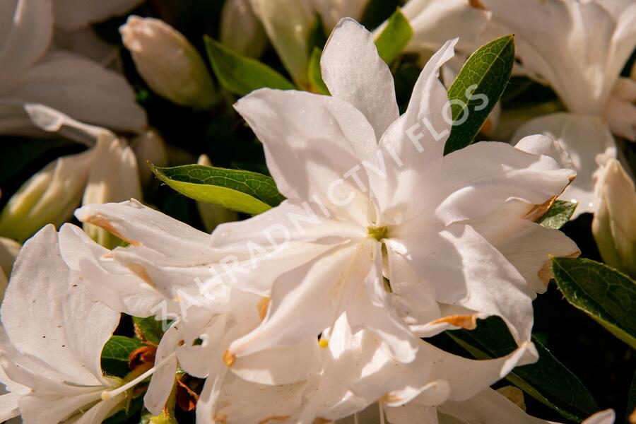 Azalka japonská 'Mémé' - Azalea japonica 'Mémé'
