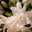 Azalka japonská 'Mémé' - Azalea japonica 'Mémé'