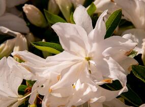 Azalka japonská 'Mémé' - Azalea japonica 'Mémé'