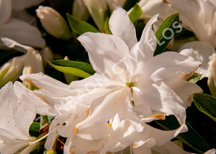 Azalka japonská 'Mémé' - Azalea japonica 'Mémé'