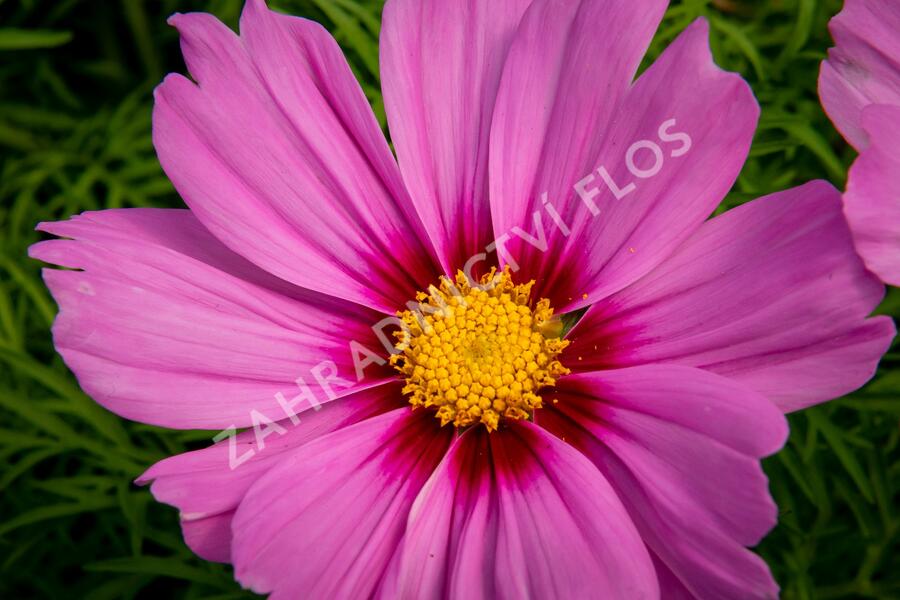 Krásenka zpeřená 'Cosmini Pink' - Cosmos bipinnatus 'Cosmini Pink'