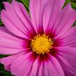 Krásenka zpeřená 'Cosmini Pink' - Cosmos bipinnatus 'Cosmini Pink'