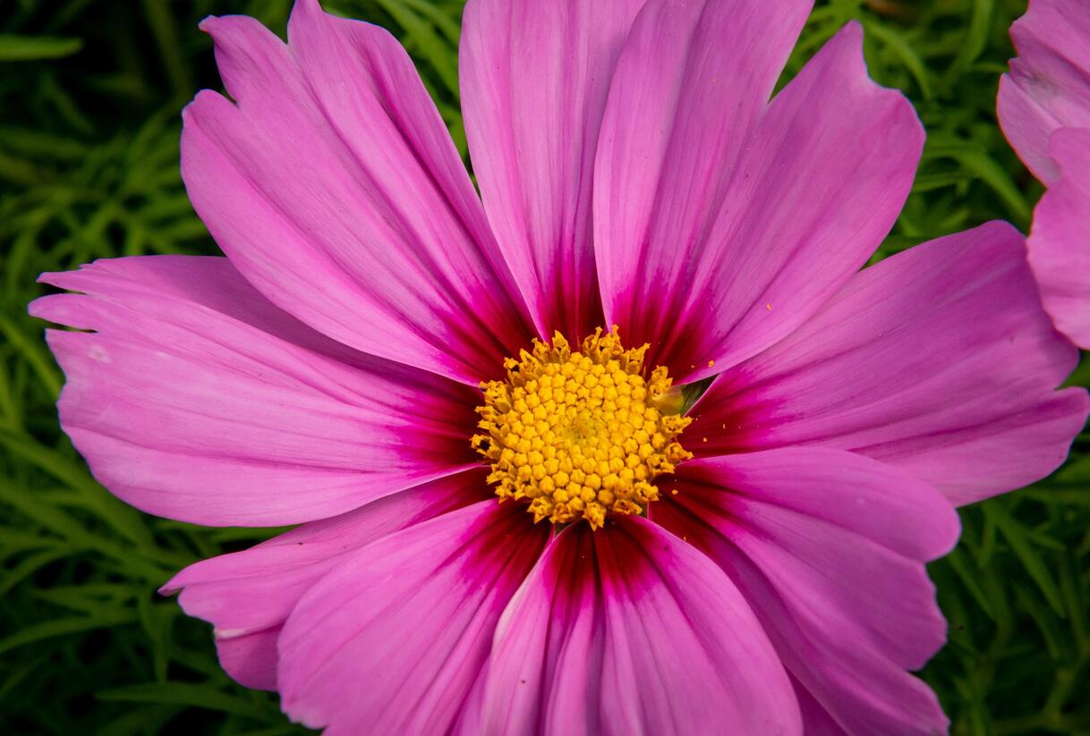 Krásenka zpeřená 'Cosmini Pink' - Cosmos bipinnatus 'Cosmini Pink'