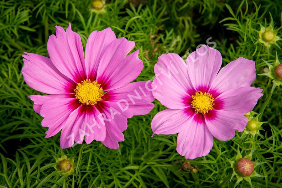 Krásenka zpeřená 'Cosmini Pink' - Cosmos bipinnatus 'Cosmini Pink'