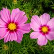 Krásenka zpeřená 'Cosmini Pink' - Cosmos bipinnatus 'Cosmini Pink'