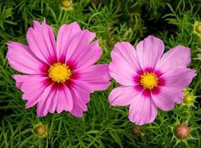 Krásenka zpeřená 'Cosmini Pink' - Cosmos bipinnatus 'Cosmini Pink'