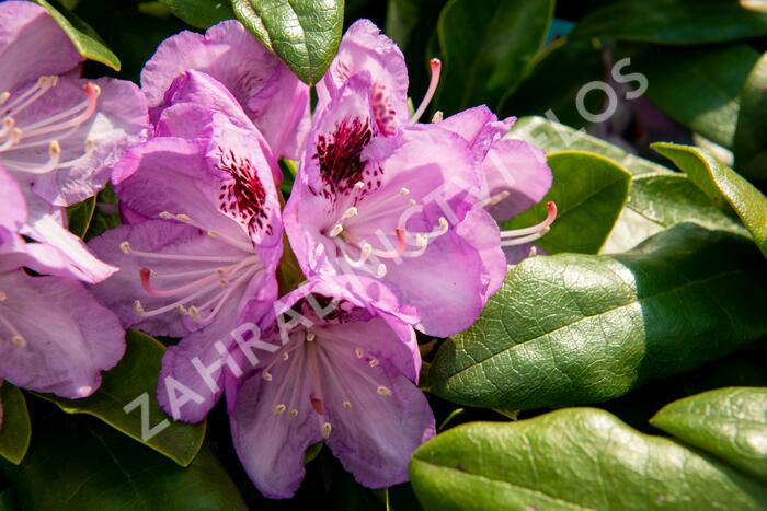 Pěnišník 'Blue Jay' - Rhododendron 'Blue Jay'