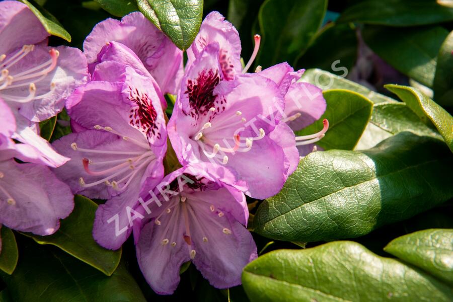 Pěnišník 'Blue Jay' - Rhododendron 'Blue Jay'