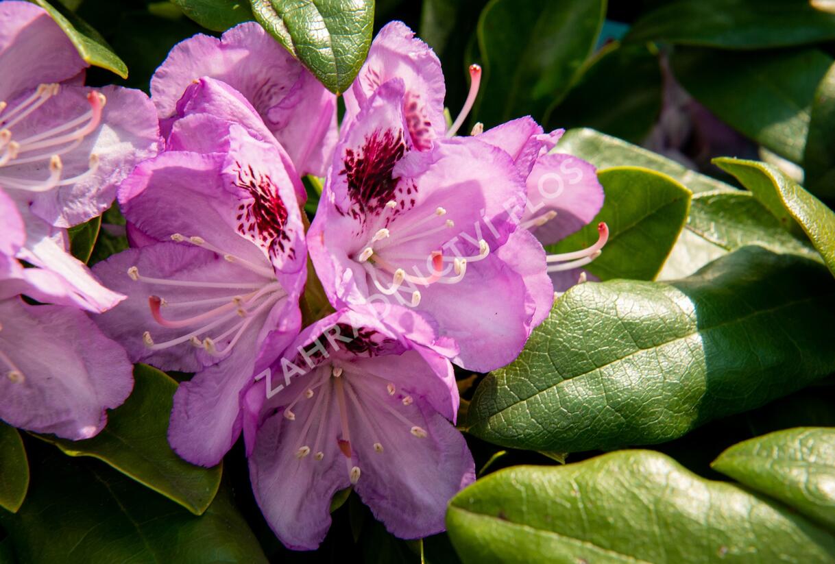 Pěnišník 'Blue Jay' - Rhododendron 'Blue Jay'