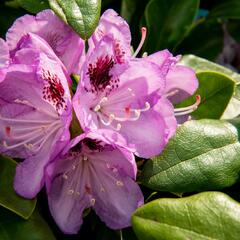 Pěnišník 'Blue Jay' - Rhododendron 'Blue Jay'