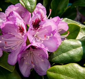 Pěnišník 'Blue Jay' - Rhododendron 'Blue Jay'