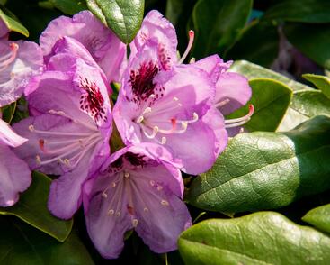 Pěnišník 'Blue Jay'