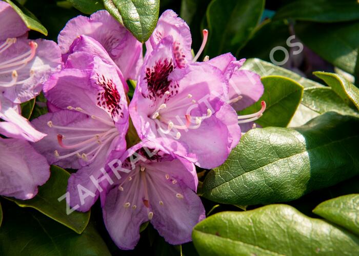 Pěnišník 'Blue Jay' - Rhododendron 'Blue Jay'