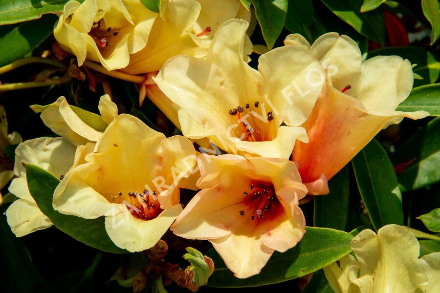 Pěnišník 'Jingle Bell' - Rhododendron 'Jingle Bell'
