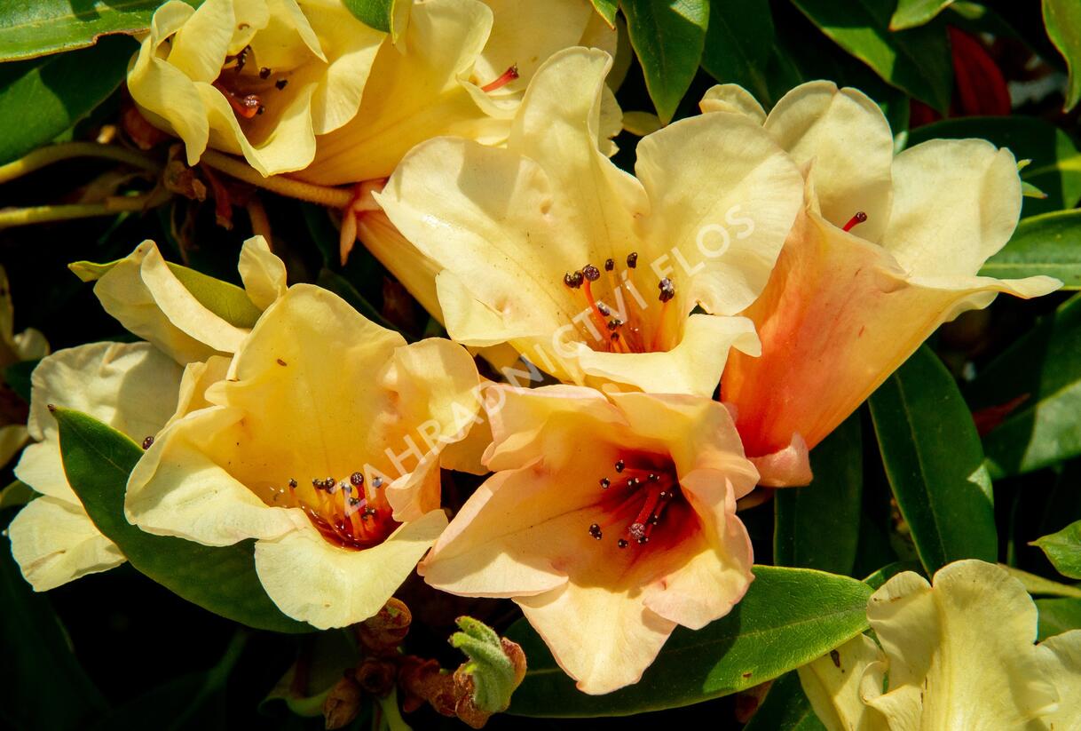 Pěnišník 'Jingle Bell' - Rhododendron 'Jingle Bell'