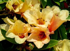 Pěnišník 'Jingle Bell' - Rhododendron 'Jingle Bell'