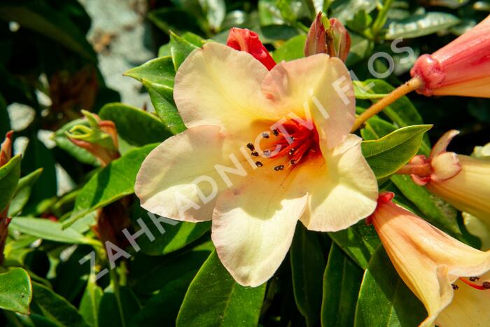 Pěnišník 'Jingle Bell' - Rhododendron 'Jingle Bell'