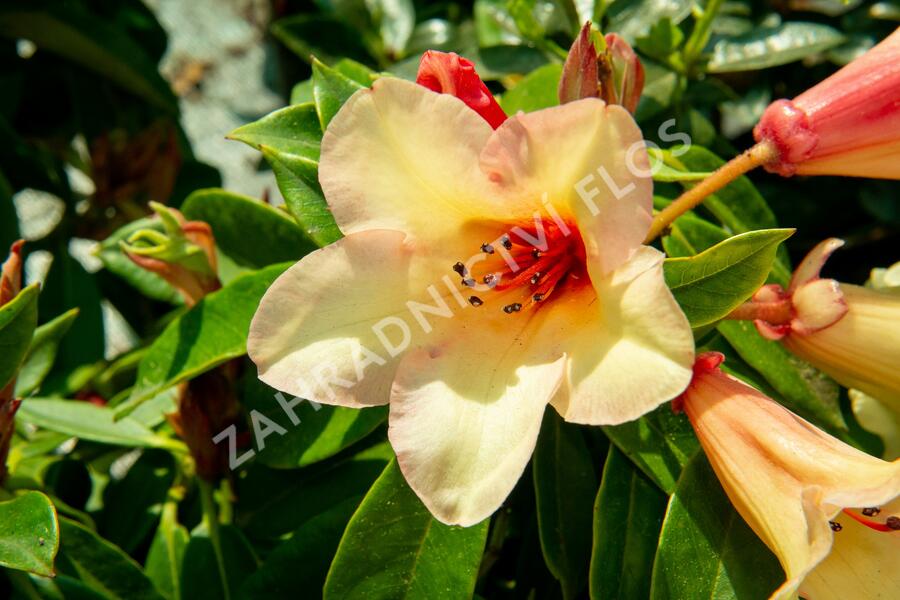 Pěnišník 'Jingle Bell' - Rhododendron 'Jingle Bell'