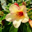 Pěnišník 'Jingle Bell' - Rhododendron 'Jingle Bell'