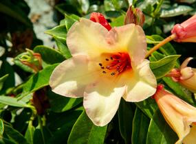 Pěnišník 'Jingle Bell' - Rhododendron 'Jingle Bell'